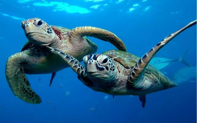 一眼钟情翡翠图片大全,一眼钟情电影