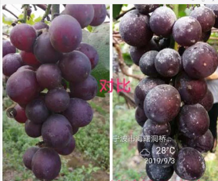 又到葡萄成熟时，高温雨季溢糖性霉斑病来袭，怎么办？