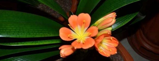 刚买的君子兰怎样种植,刚买的君子兰怎么上盆的视频