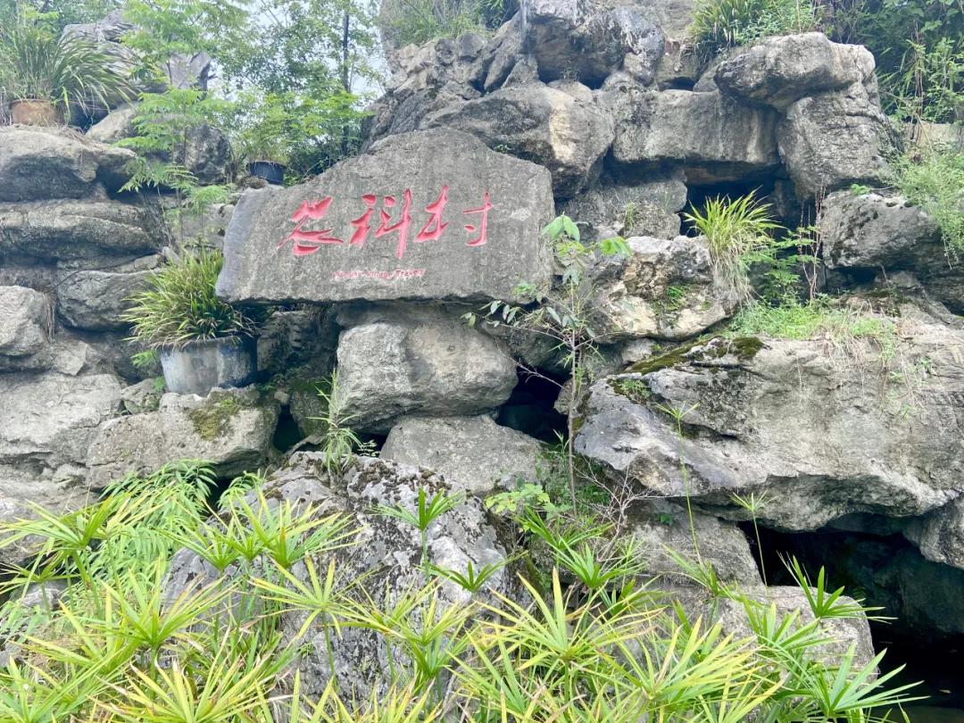 成都郫县桂花最好的地方,成都蒲江桂花观赏地