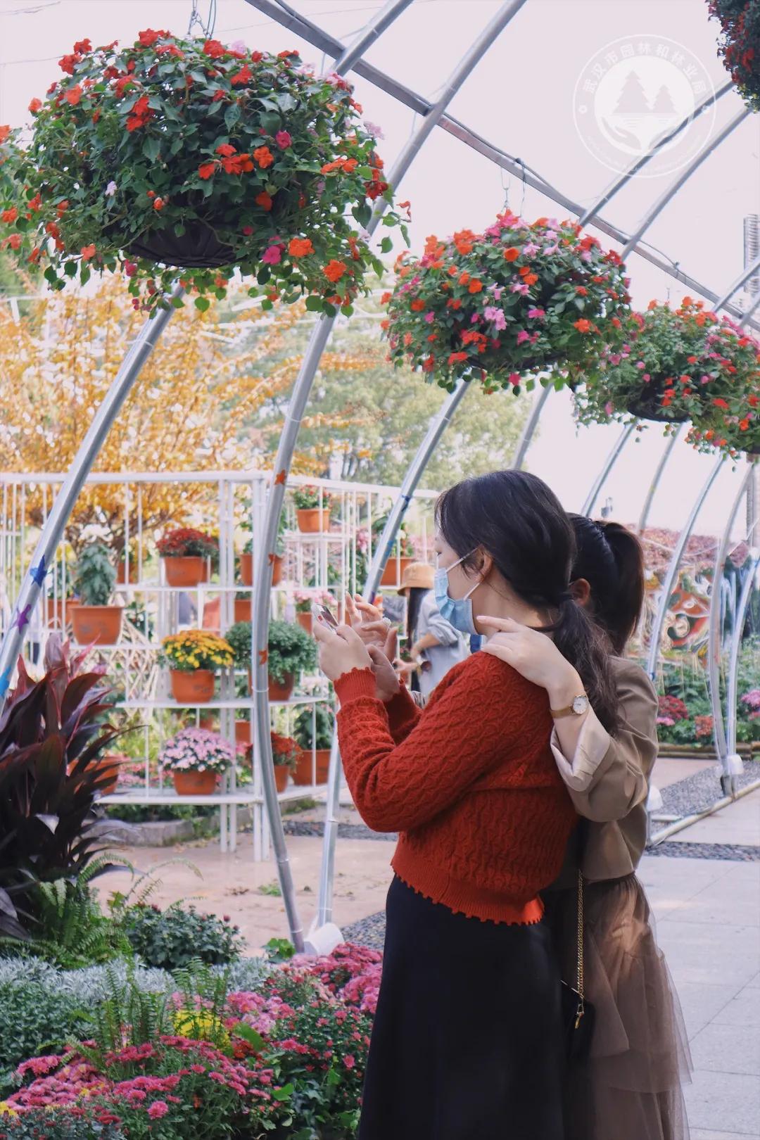 金秋时节菊展赏菊,趁着周末逛菊展