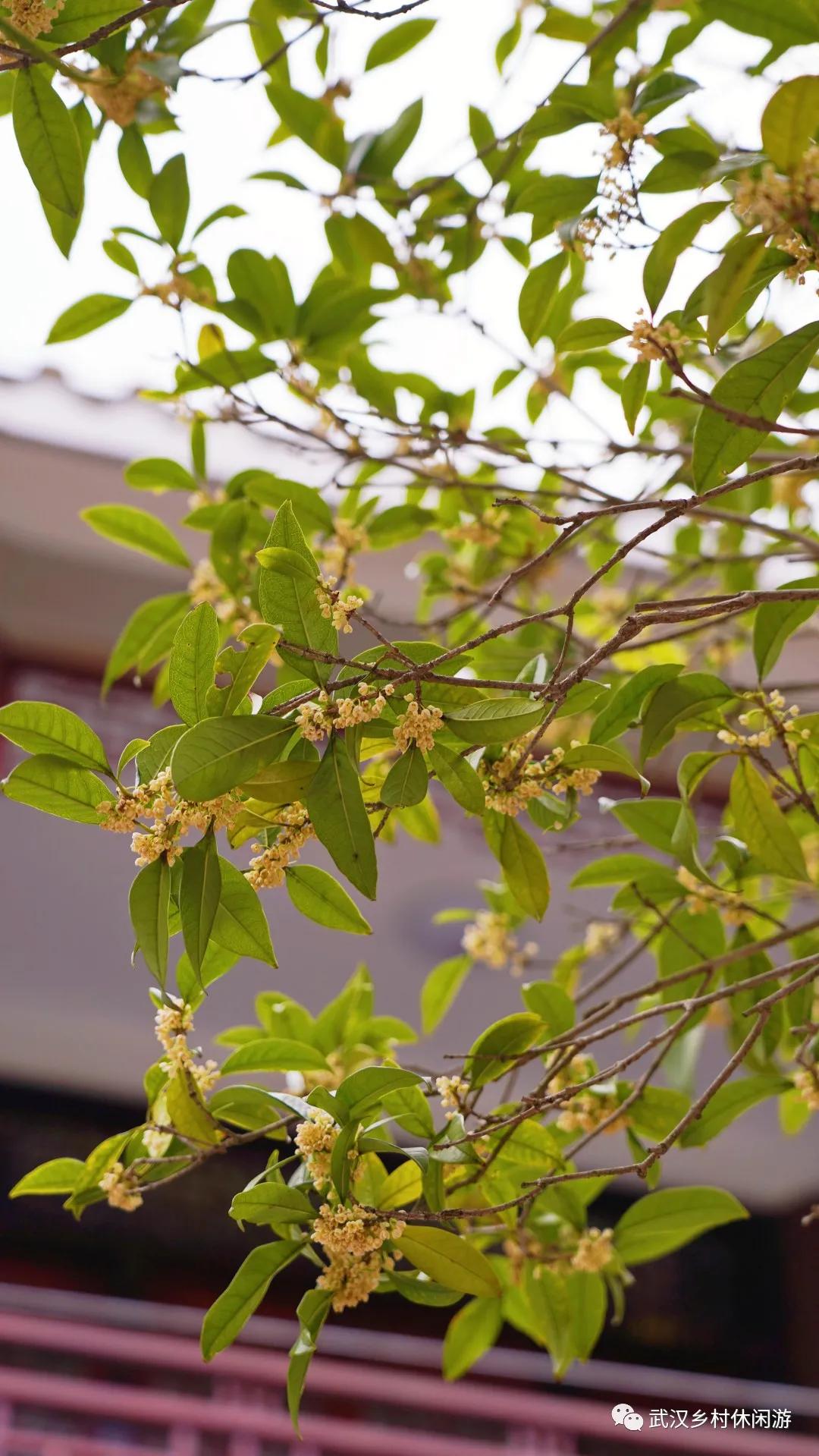 传统美食文化民宿,木兰文化生态旅游区民宿