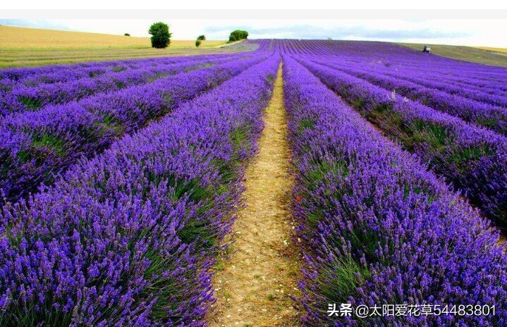 薰衣草盆栽怎么养殖,薰衣草盆栽的养殖方法和注意事项