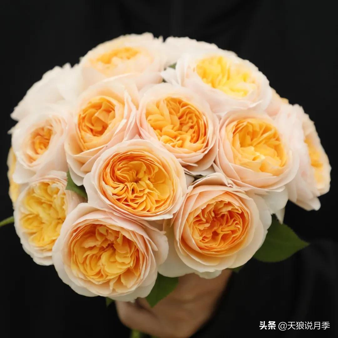 520你最想收到什么玫瑰,520这样的玫瑰你们喜欢吗