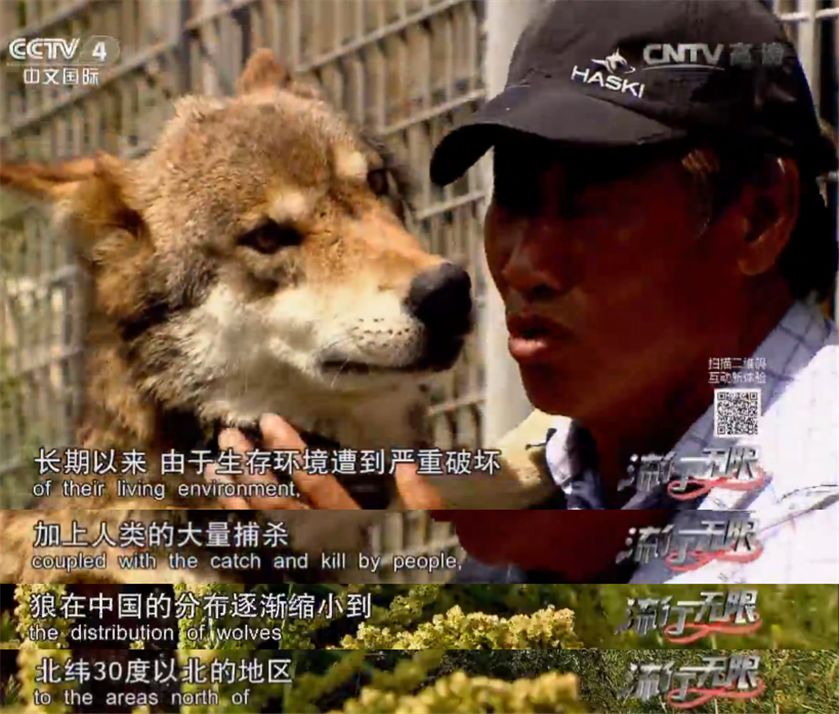 养狼20年养成二哈,养狼养二哈