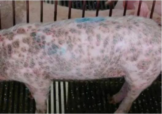 猪皮肤病怎么预防,猪的皮肤病怎么治