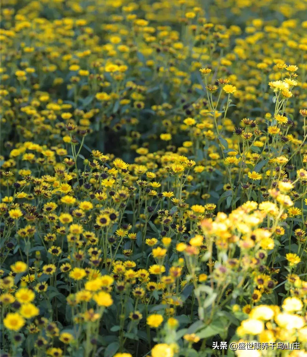 婚纱|为父母爱情，圆一份心愿
