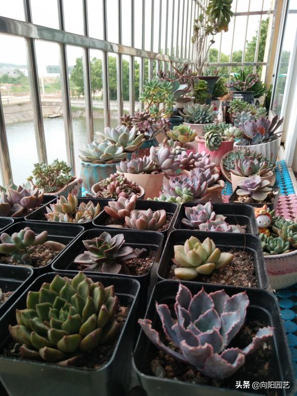 多肉养不好,多肉精养怎么控