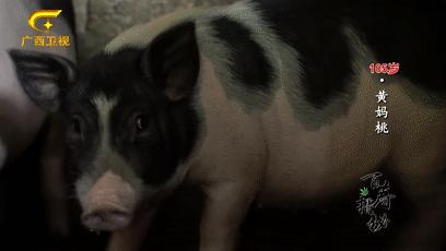 巴马长寿之乡候鸟老人,巴马为什么吸引成千上万的候鸟人