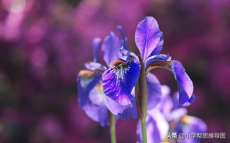 垃圾分类的优秀作文300字三年级,垃圾分类绿色校园作文