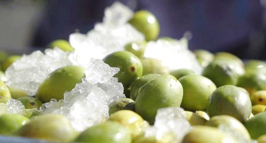 潮汕人从小吃到大的油柑,潮汕特有油柑