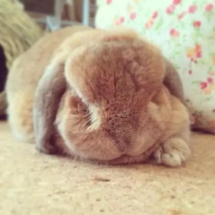 小白兔子拉肚子怎么办,兔子拉肚子怎么判断