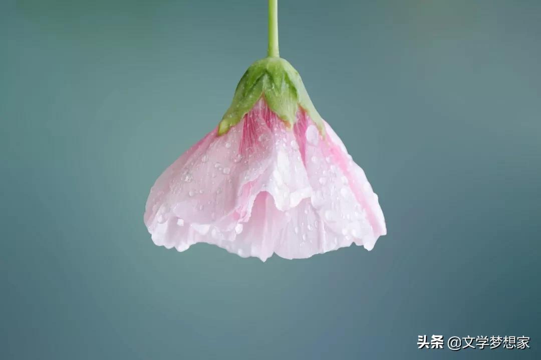 有关宝藏的优美句子,最美诗词唯美短句