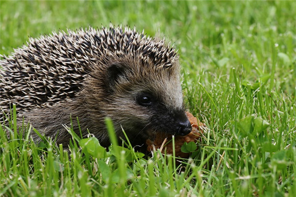 我和刺猬之间的趣事,阅读刺猬趣事