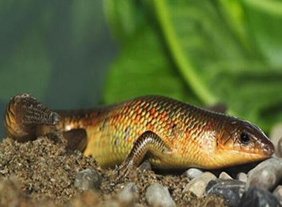 四脚爬行的蛇,四脚蛇蜥蜴断尾