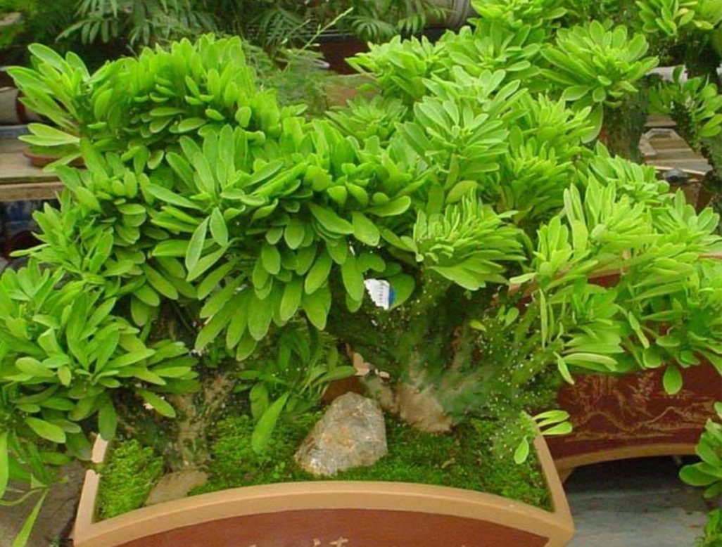 麒麟掌用什么盆栽最好,养麒麟该怎么样浇水