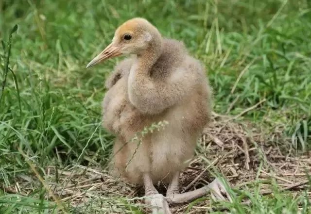 丹顶鹤的忠贞,丹顶鹤浪漫忠贞
