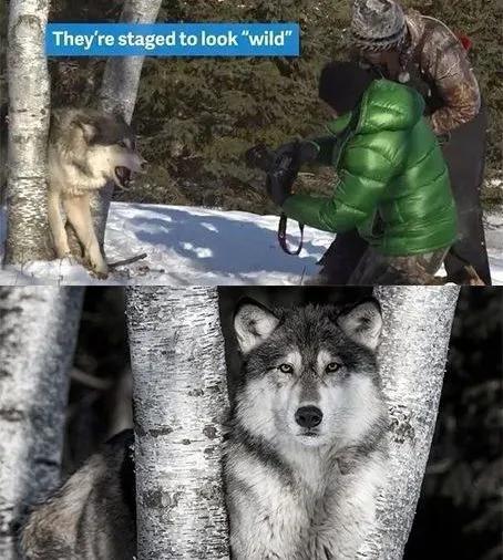 用绳栓猫头抛猫拽猫!还称自己爱猫?求求你做个人吧!