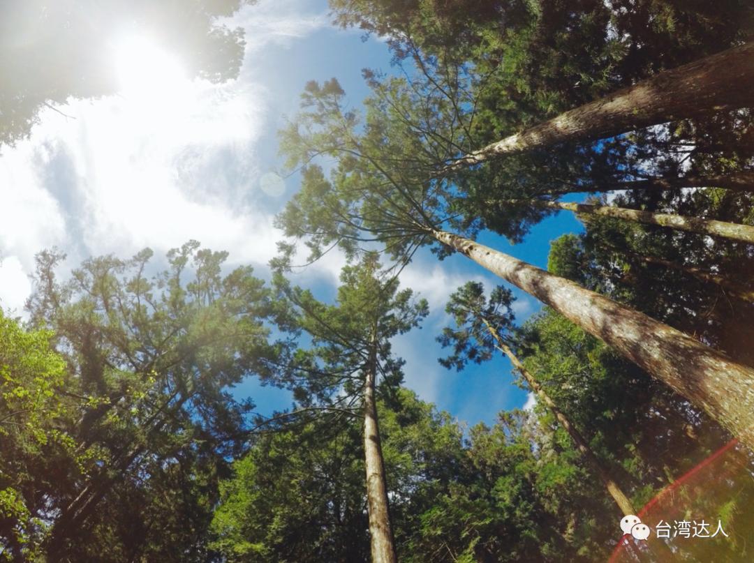 阿里山风景优美令人神往的好地方,阿里山有多美