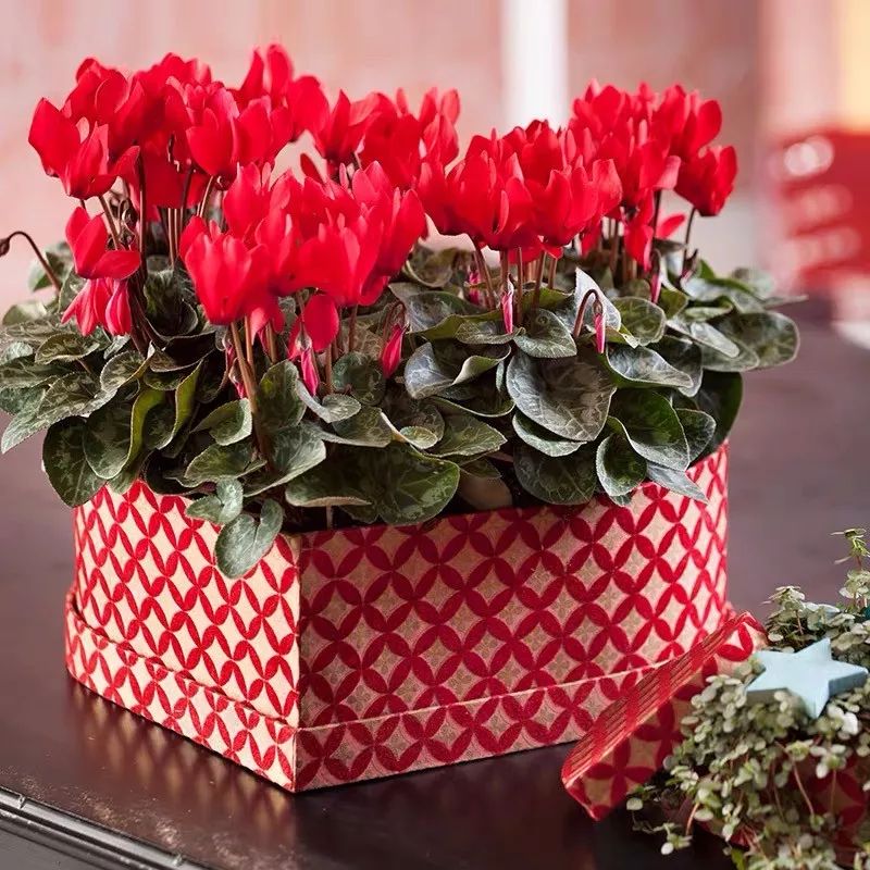 冬天一定要养的十种花,冬天养花养哪些植物好看