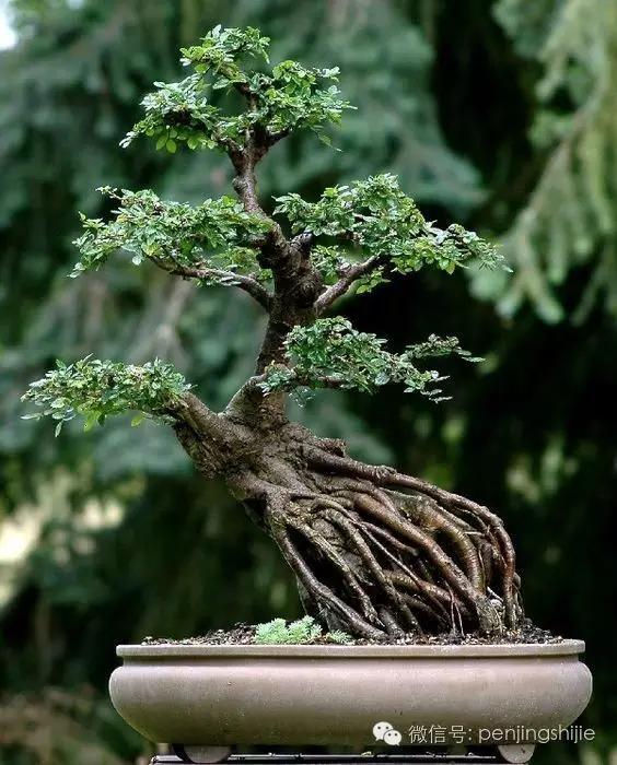 大师级老桩盆景欣赏,精美绝伦的老桩盆景