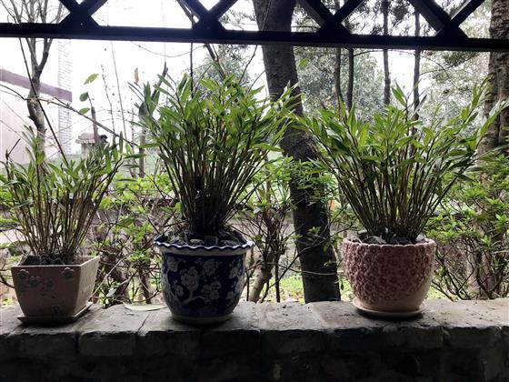 石斛生态园图片大全,重庆大足石斛基地