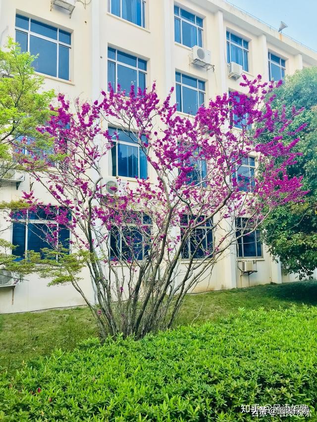 华东交通大学为什么被称为985,上海交通大学华东交通大学