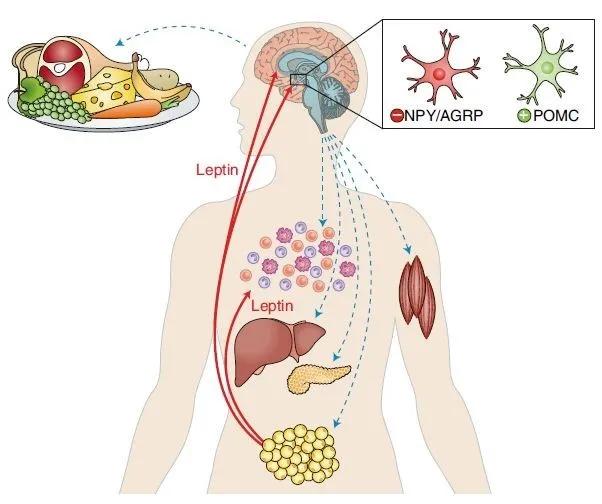 瘦素,LEPTIN-全身能量平衡调控肽