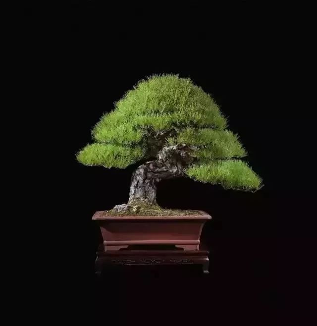 世界十大漂亮名贵花卉,植物研究世界名贵花卉