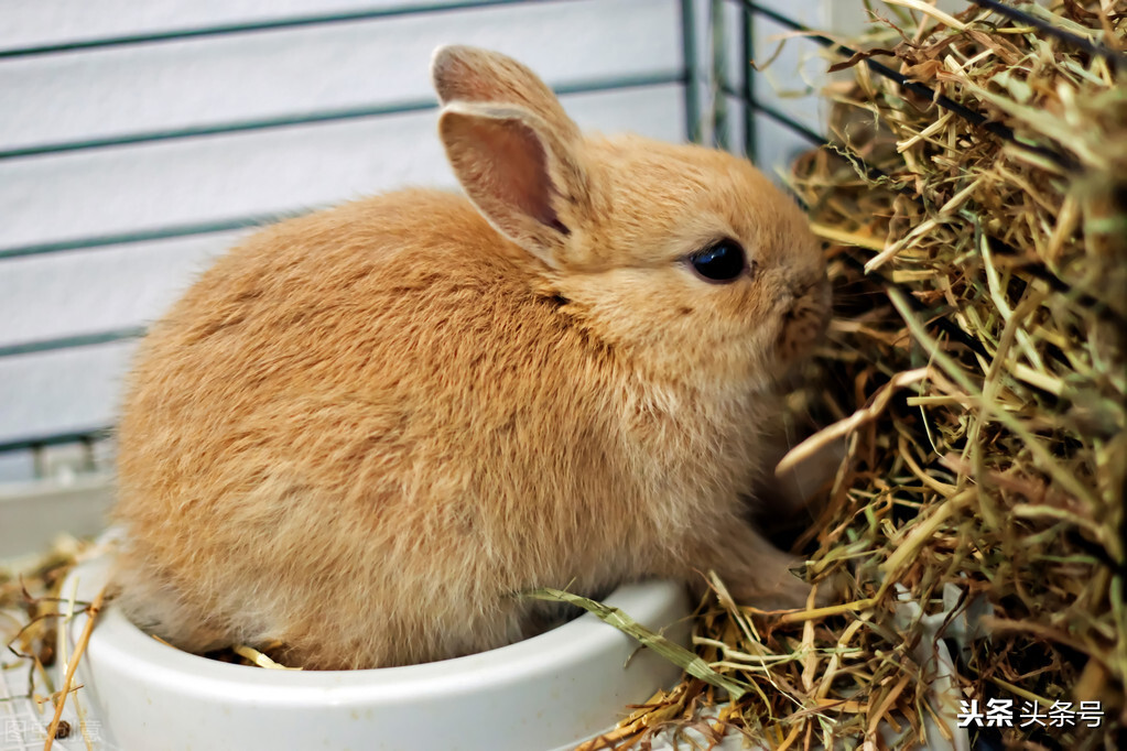 侏儒兔眼睛边缘红正常吗,侏儒兔眼睑发红怎么办