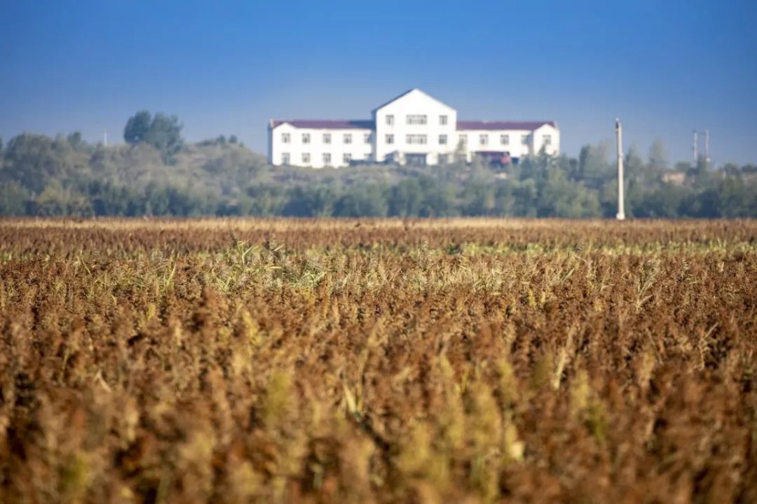 古井贡酒发展潜力,古井贡酒成长轨迹