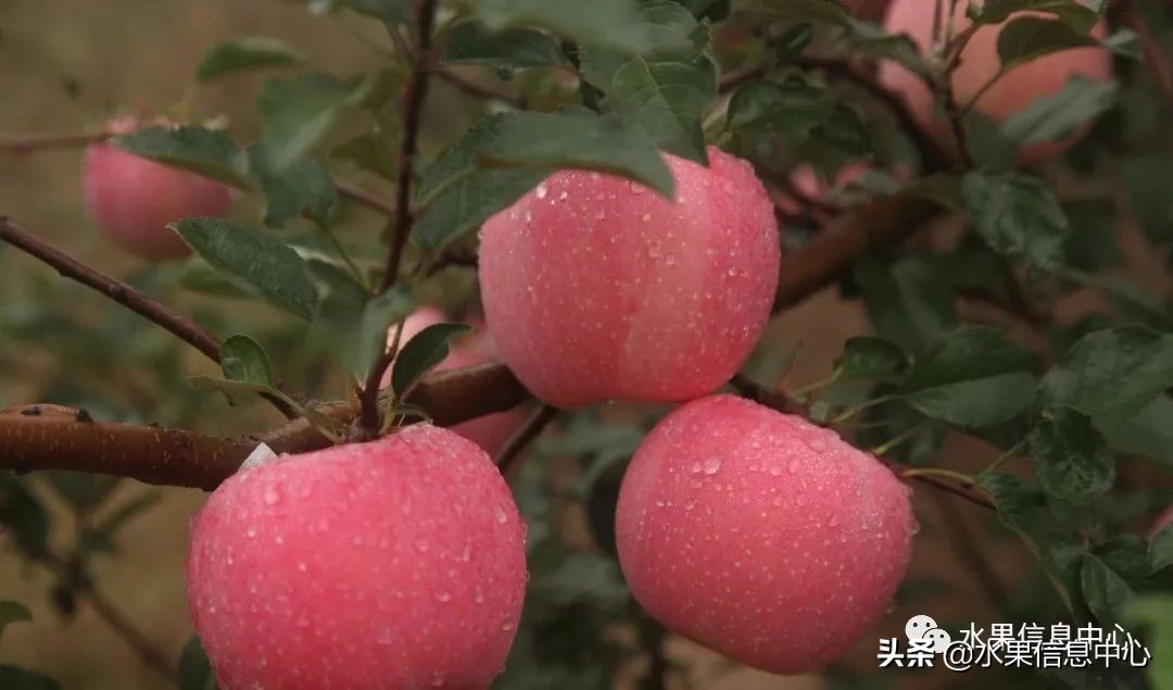 目前最有发展前途的早熟苹果品种,现在最好的富士苹果是什么品种