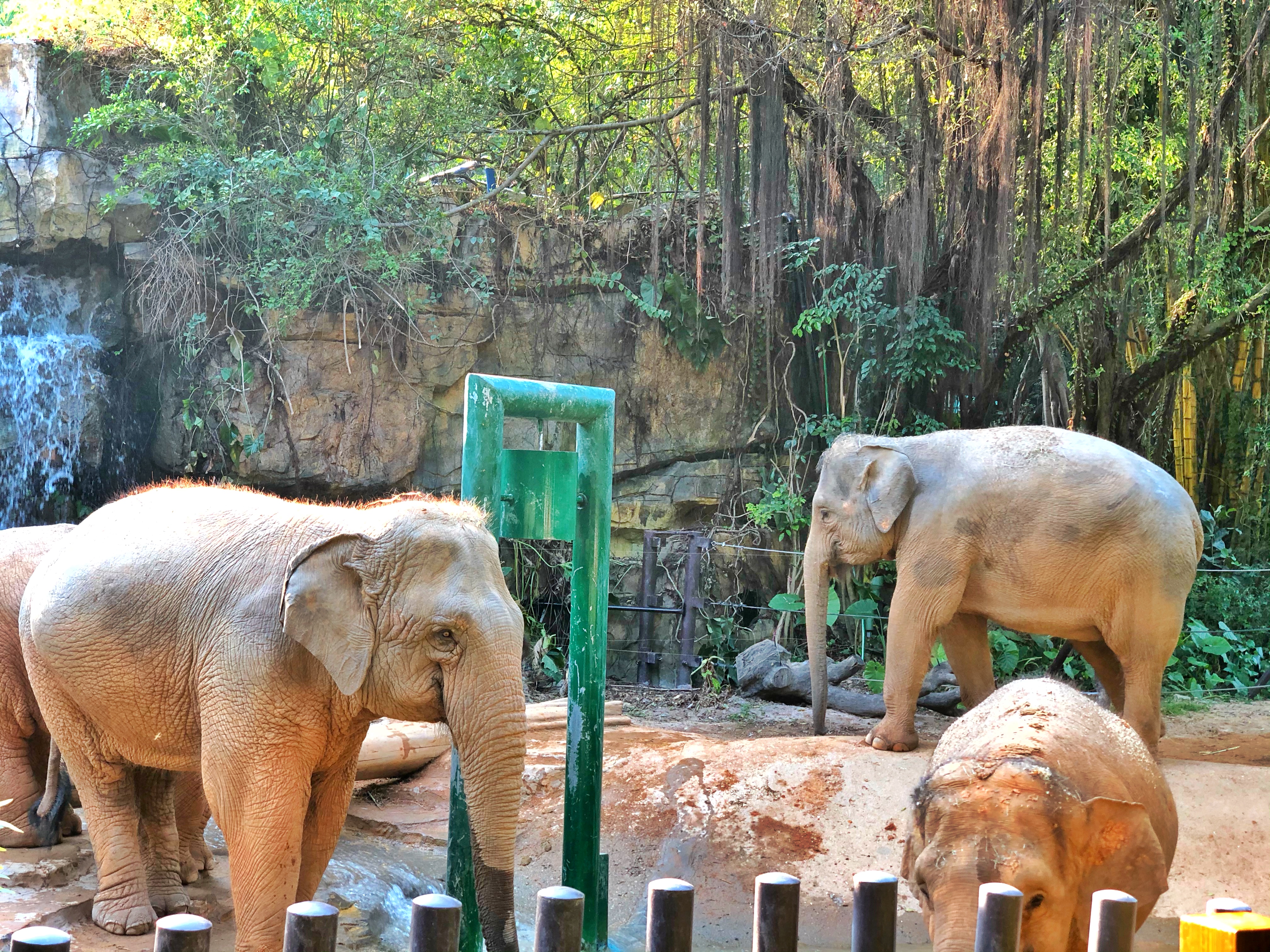 打卡国内热门榜1亲子游--广州长隆旅行攻略附带震撼价格！