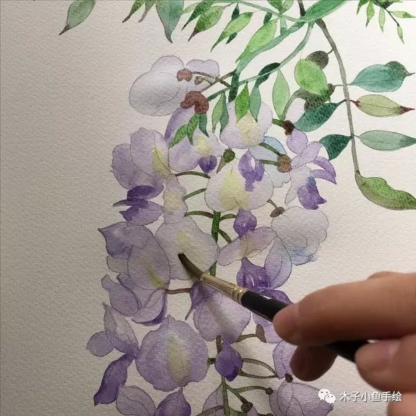 紫藤花水墨教程,紫藤花水粉画法步骤图