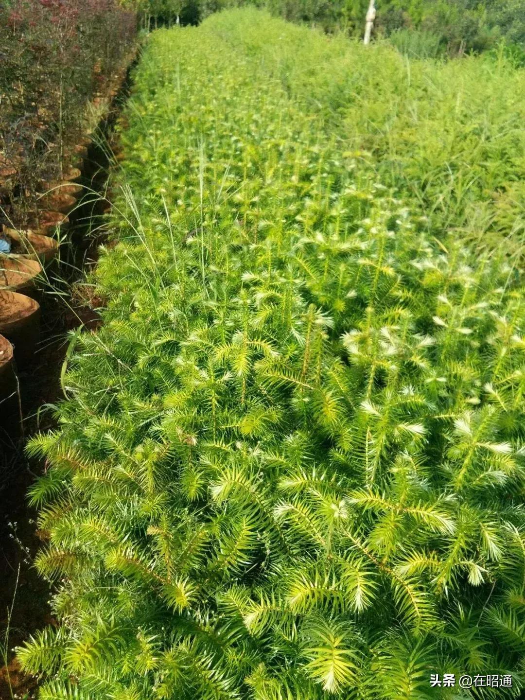 昭通陈正荣：栽上“致富苗”，点燃2000户村民脱贫希望！