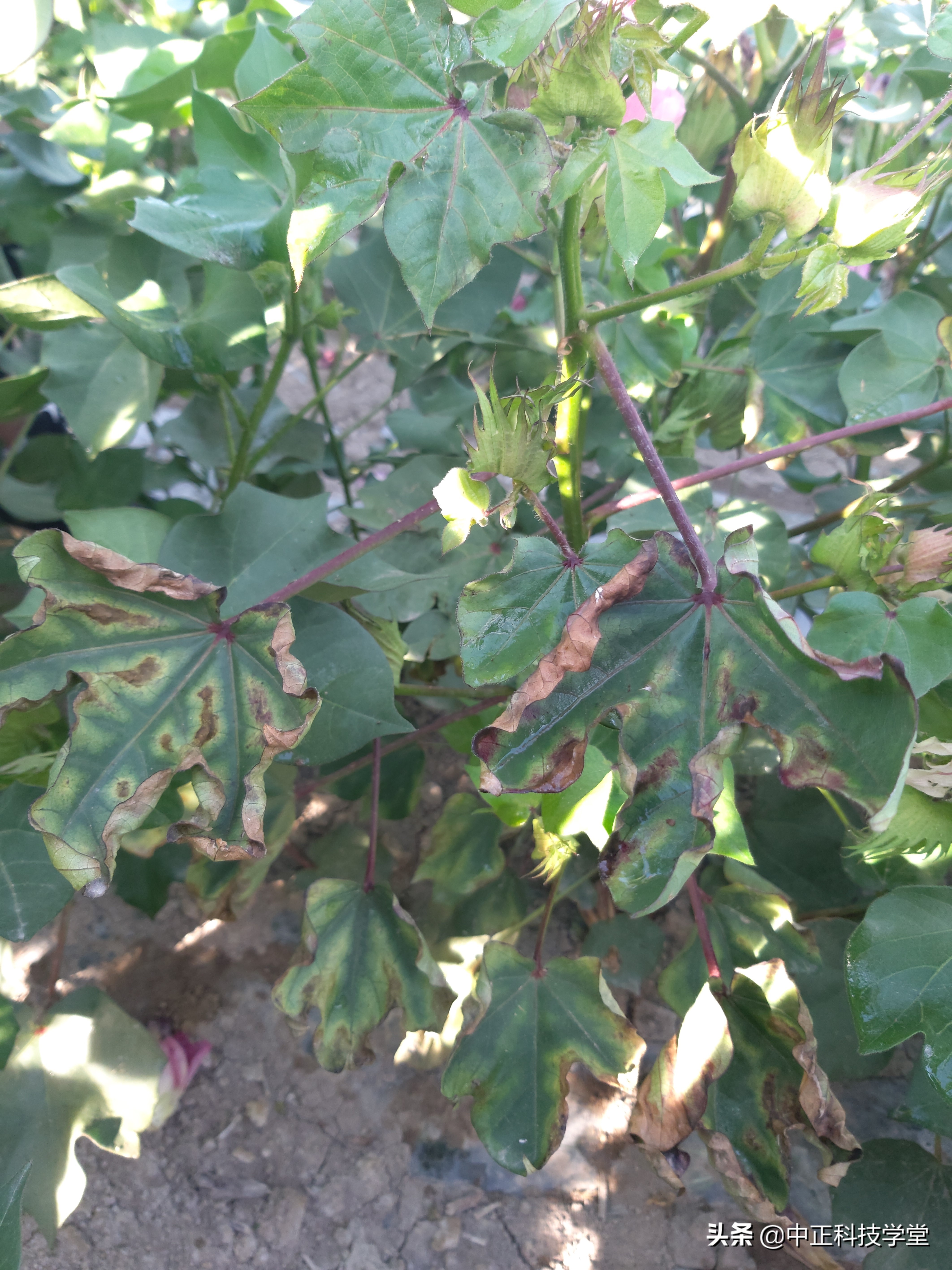 治疗棉花黄萎病哪种药最好,棉花枯黄萎病最新最详细防治方法