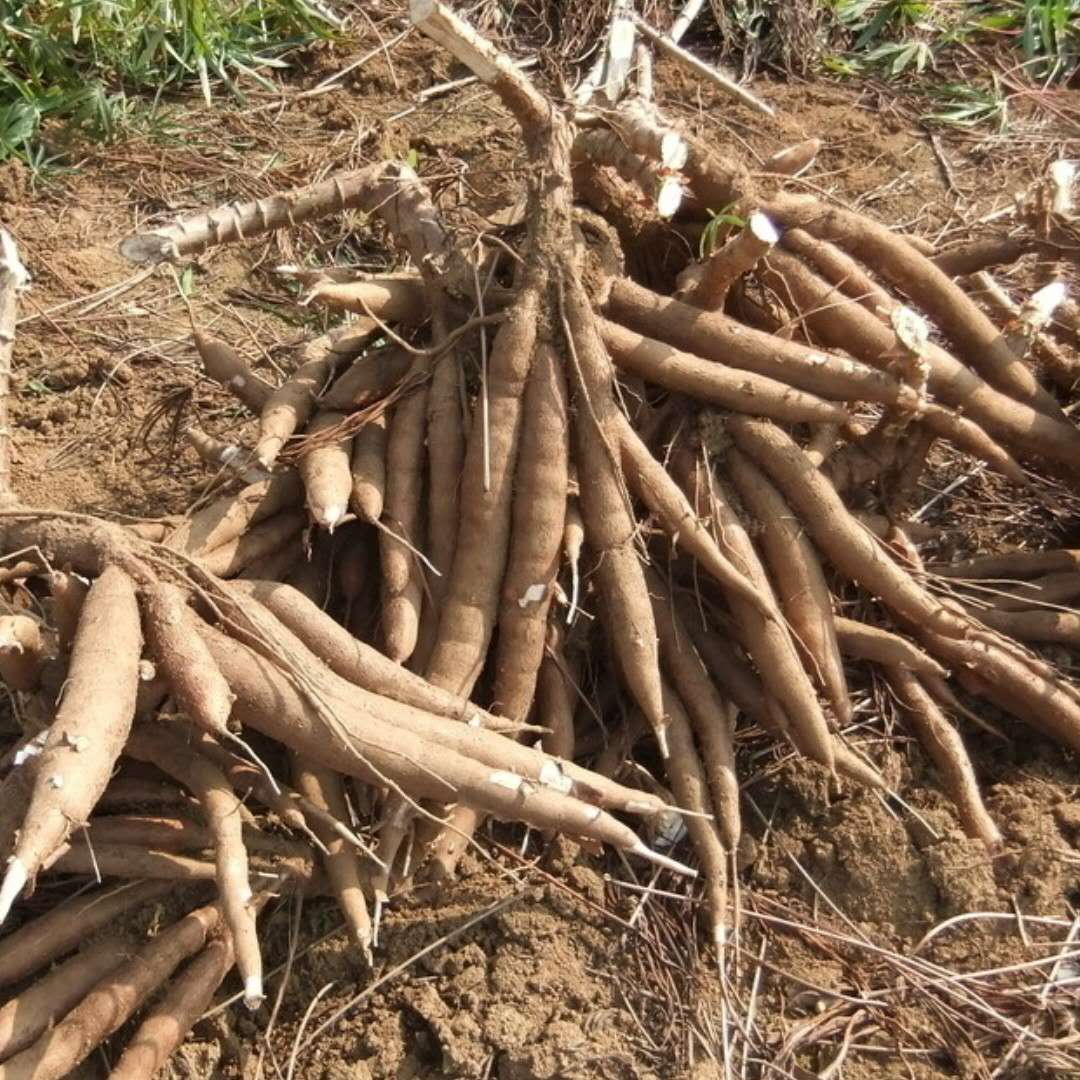 甄嬛传哪两种食物一起吃会滑胎,甄嬛传假食物