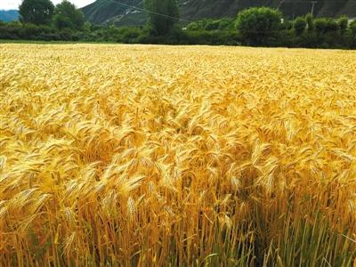 你把锋芒直插苍穹：高原“精灵”青稞的风采（原创）