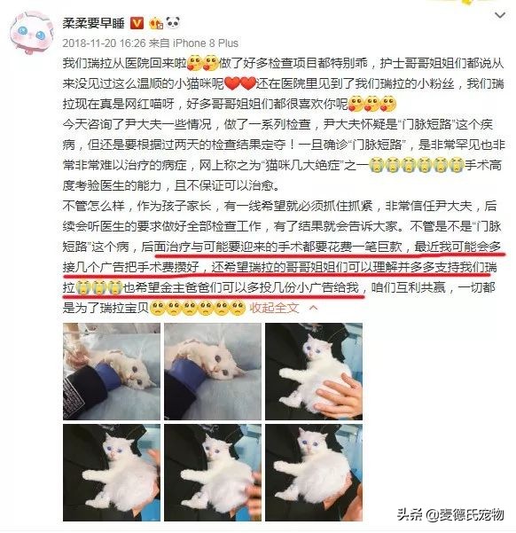 抖音里最火的网红猫,抖音上的几大网红猫