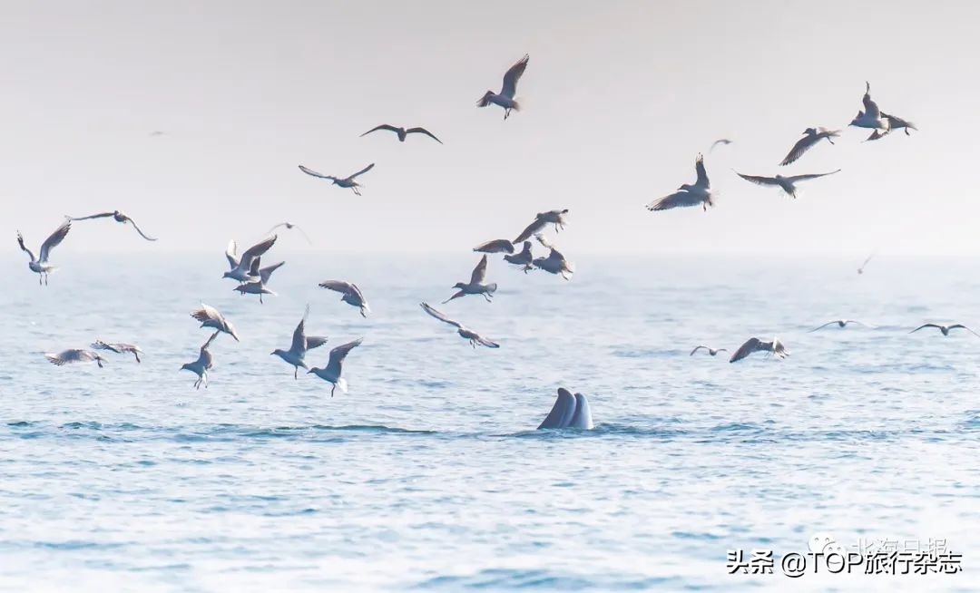 北海游玩观鲸,广西观鲸
