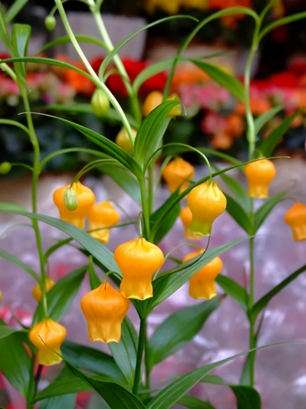 这几种花卉，冬天在家养上几盆，高端大气上档次