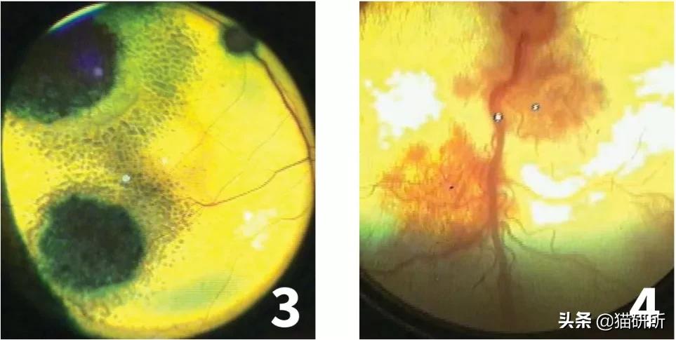 猫咪眼睛异常,猫咪眼睛有问题视频