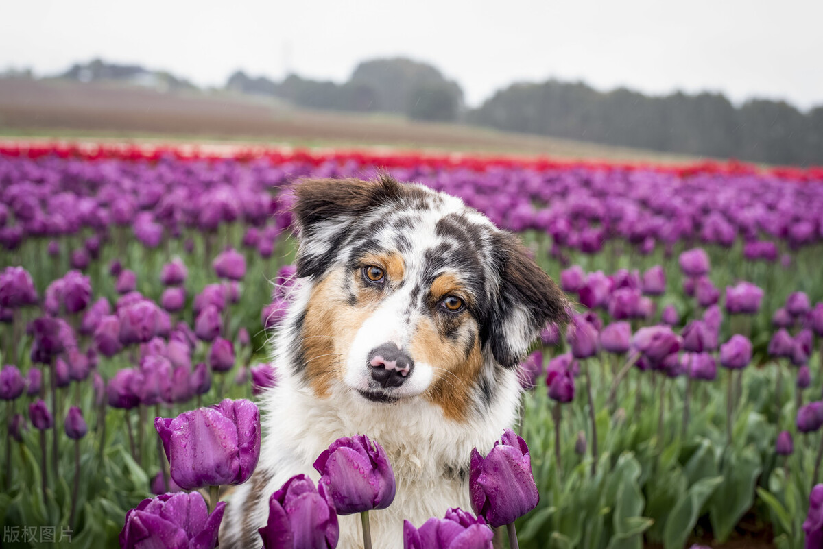 狗狗呕吐物的信息，你了解多少？