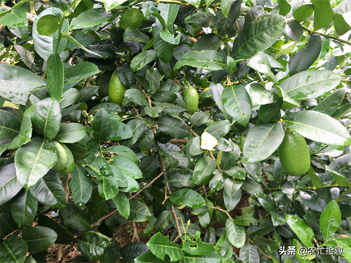 5月涨至一斤36元,吸引农民种植,如今价格腰斩,为何仍被看好