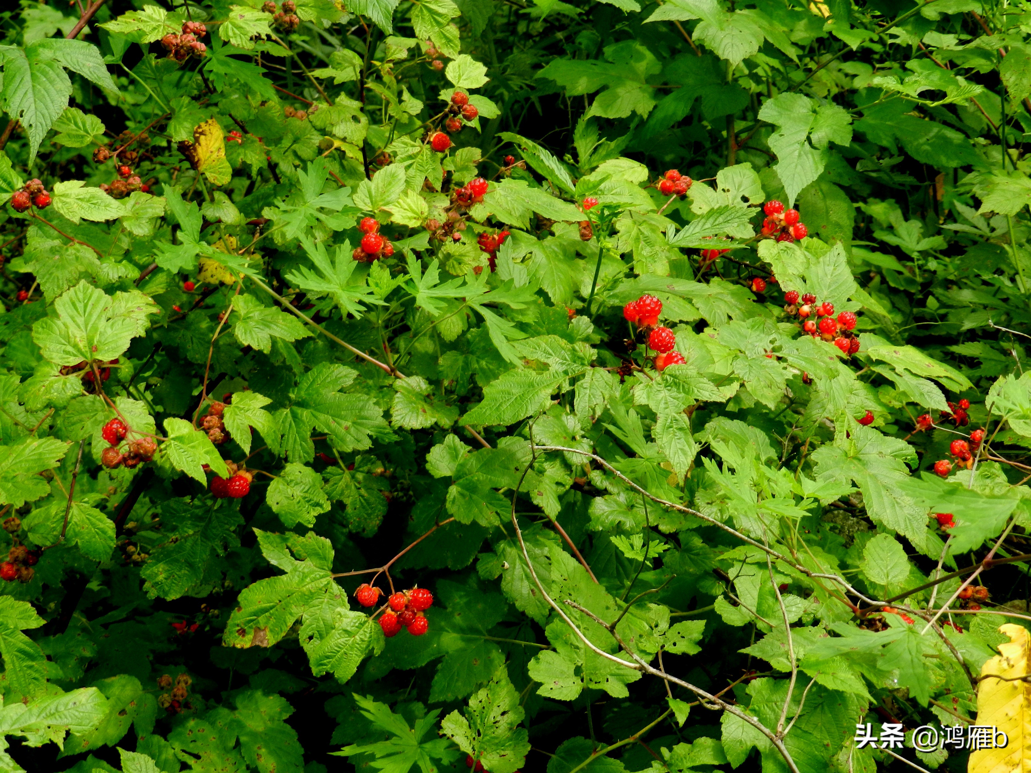 大山里的野果熟了想吃,山里的野果逐渐熟了