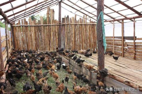 鸡霉菌性肠炎会引起拉稀吗,鸡群腹泻肠炎