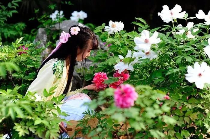 华酝牡丹园紫藤花,华酝牡丹园格桑花