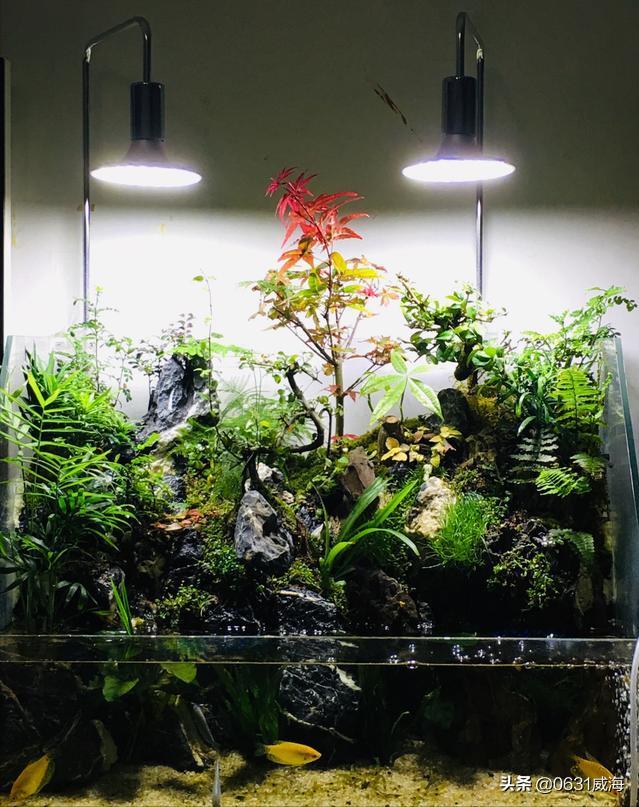 自来水养水草，无须考虑太多，基本的装备，就可轻松养草