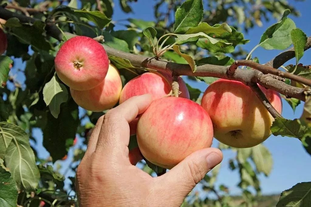 新鲜的嘎啦苹果又甜又脆,嘎啦果是酥脆还是脆甜