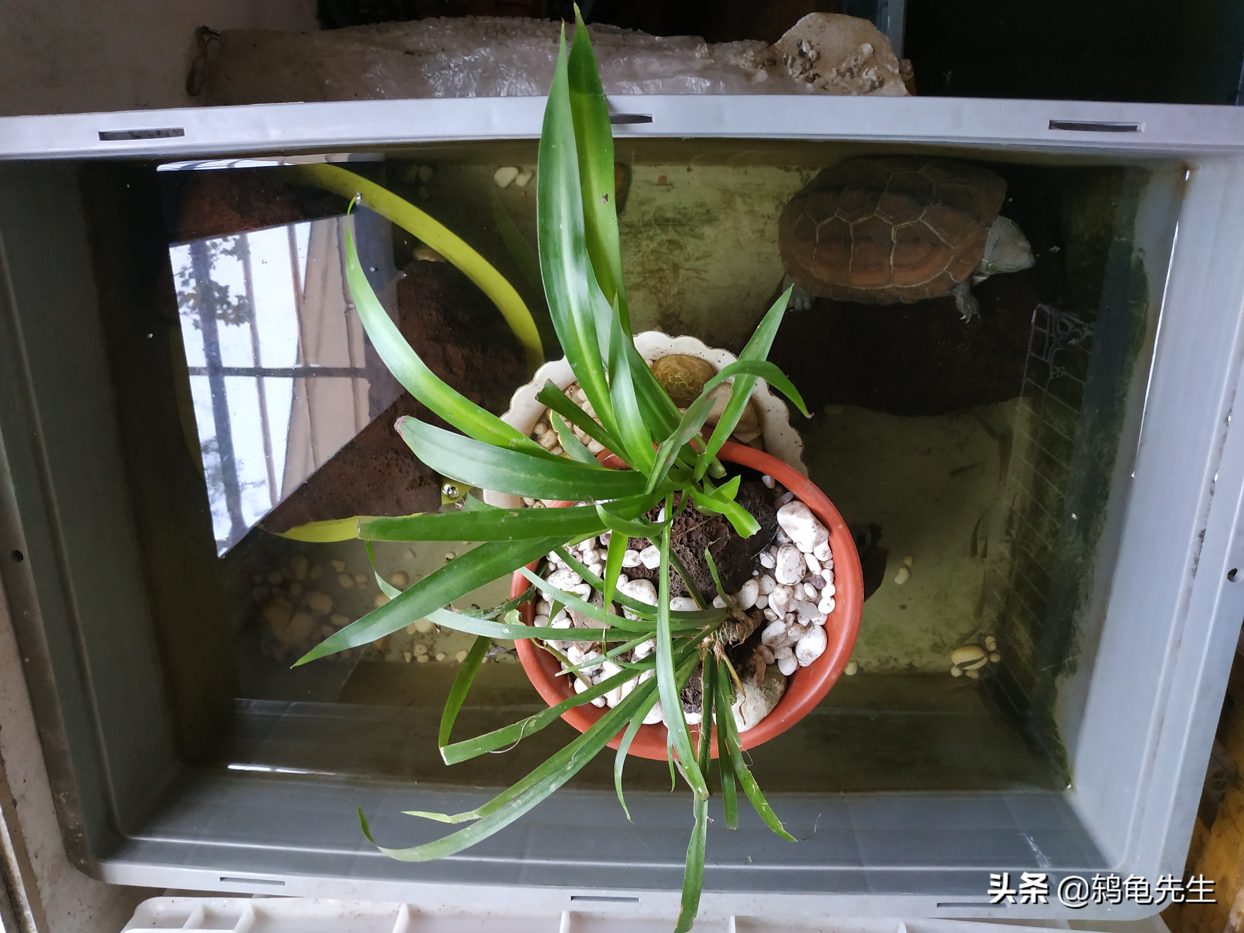 乌龟缸里用什么养水草,乌龟缸里养植物的好处